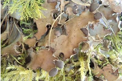 <i>Peltigera horizontalis</i>