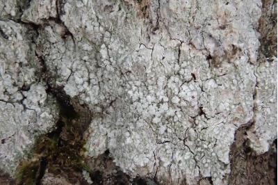 <i>Lepra amara</i>