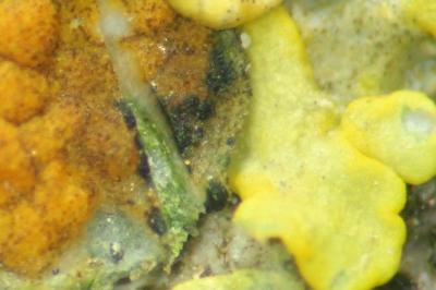 <i>Arthonia parietinaria</i>