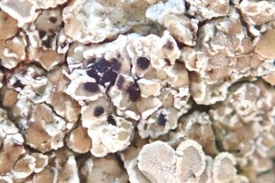 <i>Arthonia apotheciorum</i>