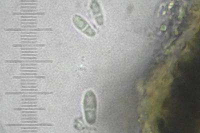 <i>Arthonia apotheciorum</i>