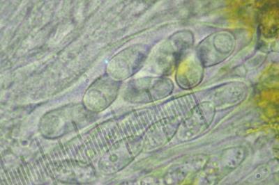 <i>Athallia pyracea</i>