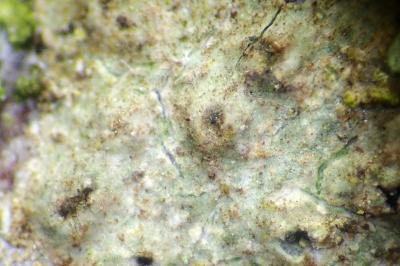 <i>Thelenella modesta</i>