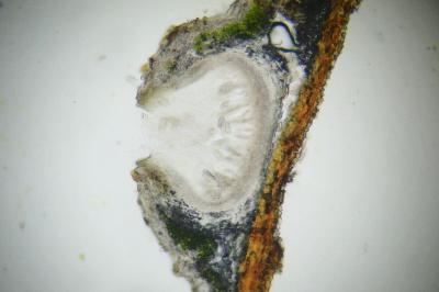 <i>Thelenella modesta</i>