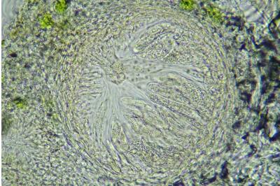 <i>Telogalla olivieri</i>