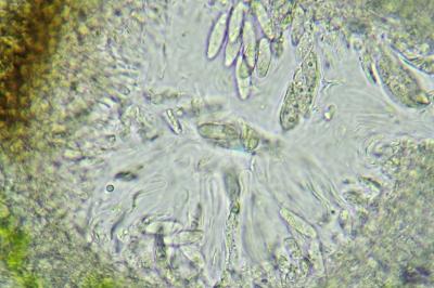 <i>Telogalla olivieri</i>