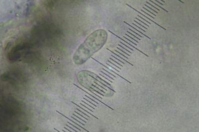 <i>Arthonia apotheciorum</i>