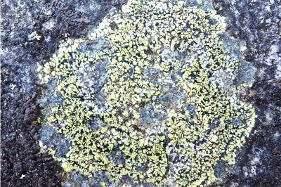 <i>Rhizocarpon geographicum</i>