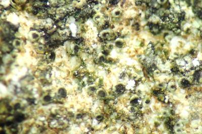 <i>Rinodina venostana</i>