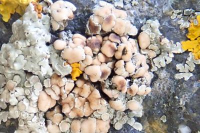 <i>Stigmidium squamariae</i>