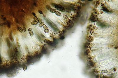 <i>Diplotomma alboatrum</i>