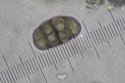 <i>Diplotomma alboatrum</i>