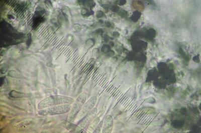<i>Toniniopsis aromatica</i>
