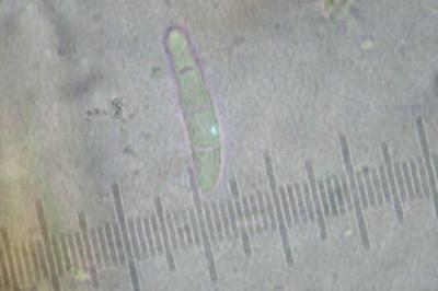 <i>Toniniopsis aromatica</i>