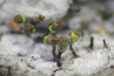 <i>Chaenotheca hispidula</i>
