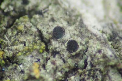 <i>Amandinea punctata</i>