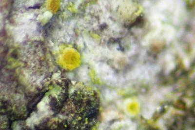 <i>Athallia cerinella</i>