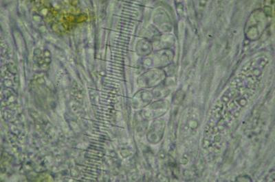 <i>Athallia cerinella</i>