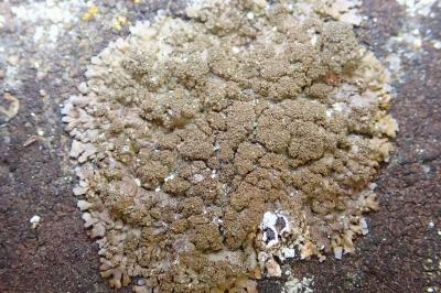 <i>Xanthoparmelia verruculifera</i>