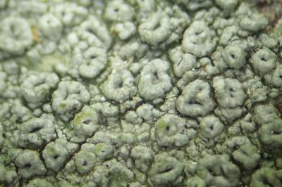 <i>Pertusaria hymenea</i>