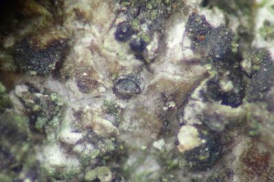 <i>Peridiothelia fuliguncta</i>