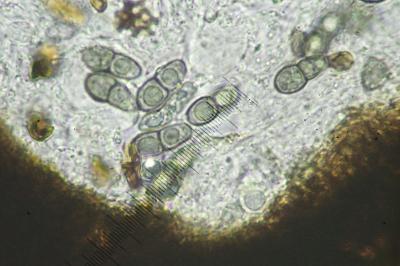 <i>Peridiothelia fuliguncta</i>