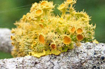 <i>Teloschistes chrysophthalmos</i>