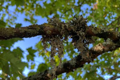 <i>Ramalina fraxinea</i>