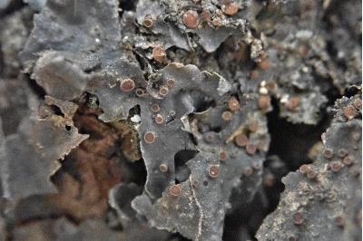 <i>Leptogium rivulare</i>