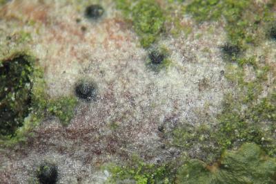 <i>Arthopyrenia analepta</i>