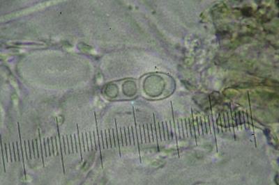 <i>Arthopyrenia analepta</i>