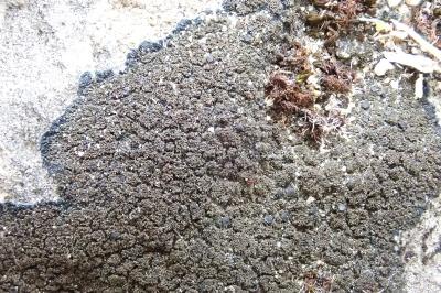 <i>Placynthium nigrum</i>