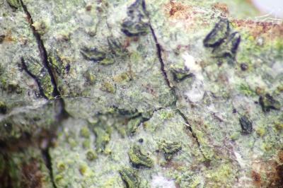 <i>Alyxoria lichenoides</i>