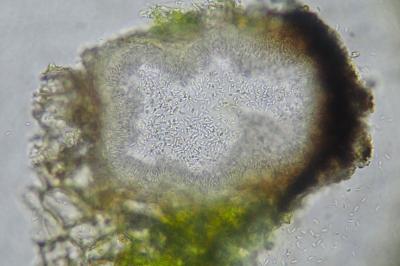 <i>Opegrapha niveoatra</i>