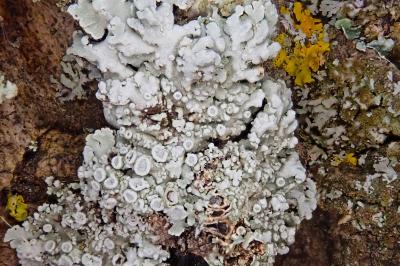 <i>Physconia distorta var. distorta</i>