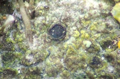 <i>Orcularia insperata</i>