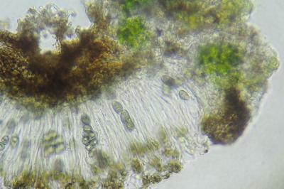 <i>Orcularia insperata</i>