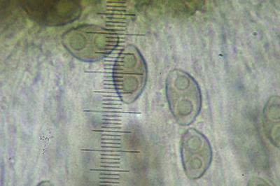 <i>Orcularia insperata</i>