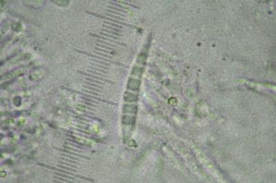 <i>Porina borreri</i>