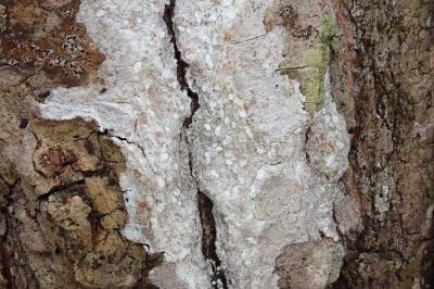 <i>Phlyctis agelaea</i>