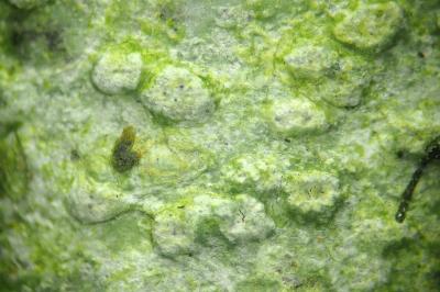<i>Pertusaria leioplaca</i>