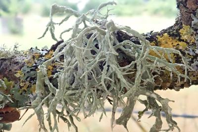 <i>Ramalina farinacea</i>