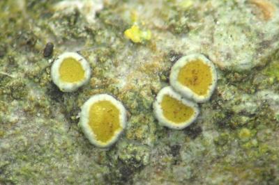 <i>Caloplaca cerina</i>