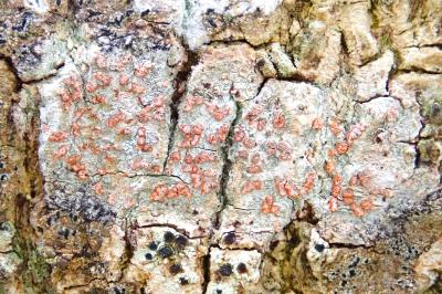 <i>Coniocarpon cinnabarinum</i>