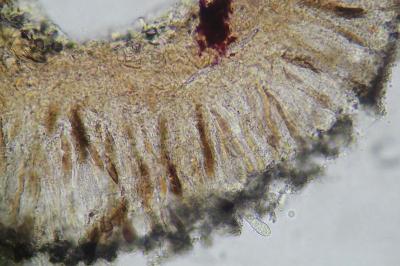 <i>Coniocarpon cinnabarinum</i>