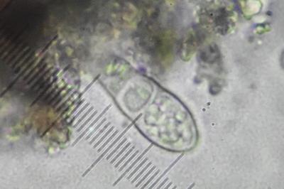 <i>Coniocarpon cinnabarinum</i>