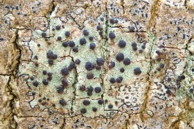 <i>Bacidia laurocerasi</i>