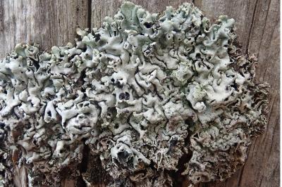 <i>Hypogymnia physodes</i>