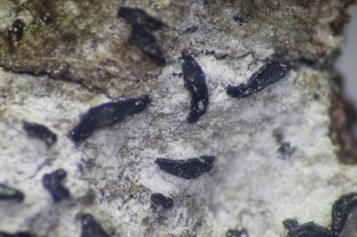 <i>Alyxoria varia</i>