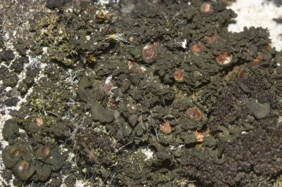 <i>Blennothallia crispa</i>